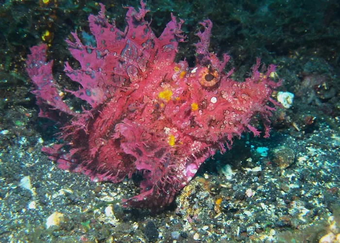 Puri Wirata Dive And Amed (Bali)