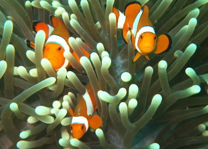 Resort Puri Wirata Dive And Amed (Bali)